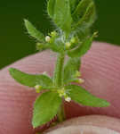 Piedmont bedstraw